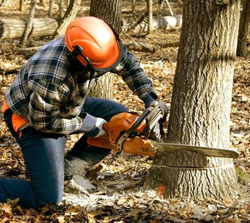 Tree Removal in Converse, LA